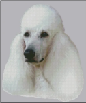 (image for) Poodle (No Background)